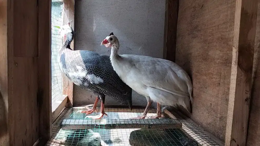 Ayam mutiara sepasang bertelur