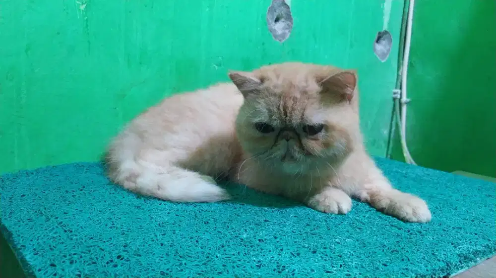 Kucing peaknose Exotic BETINA sudah kawin tgl 10 November 2025