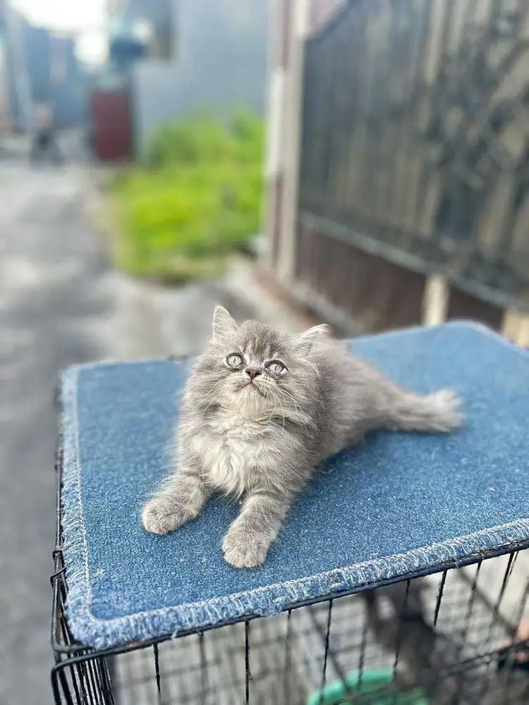 Kucing perisa flatnose betina