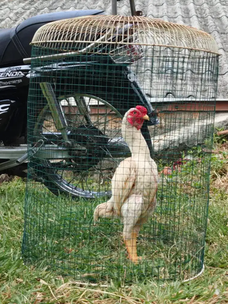 Ko Shamo Mini Jepang Jantan 6 bulan