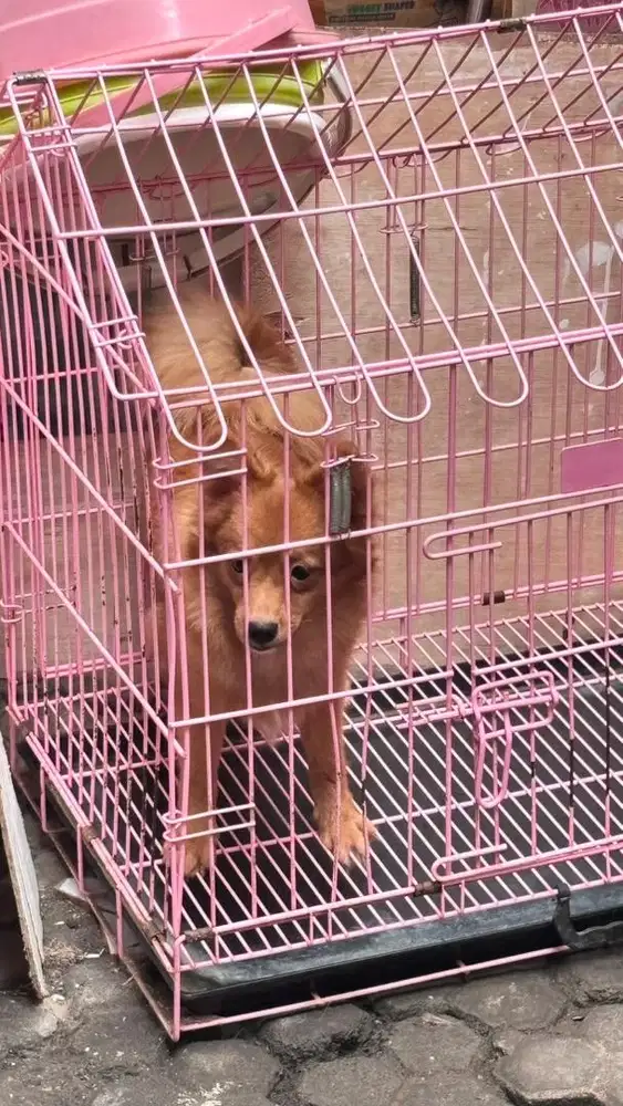 Anjing RAS Pomeranian