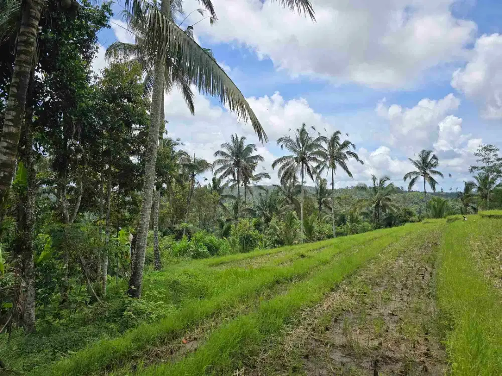 Dijual tanah kebun dan sawah view lembah dan bukit di bali