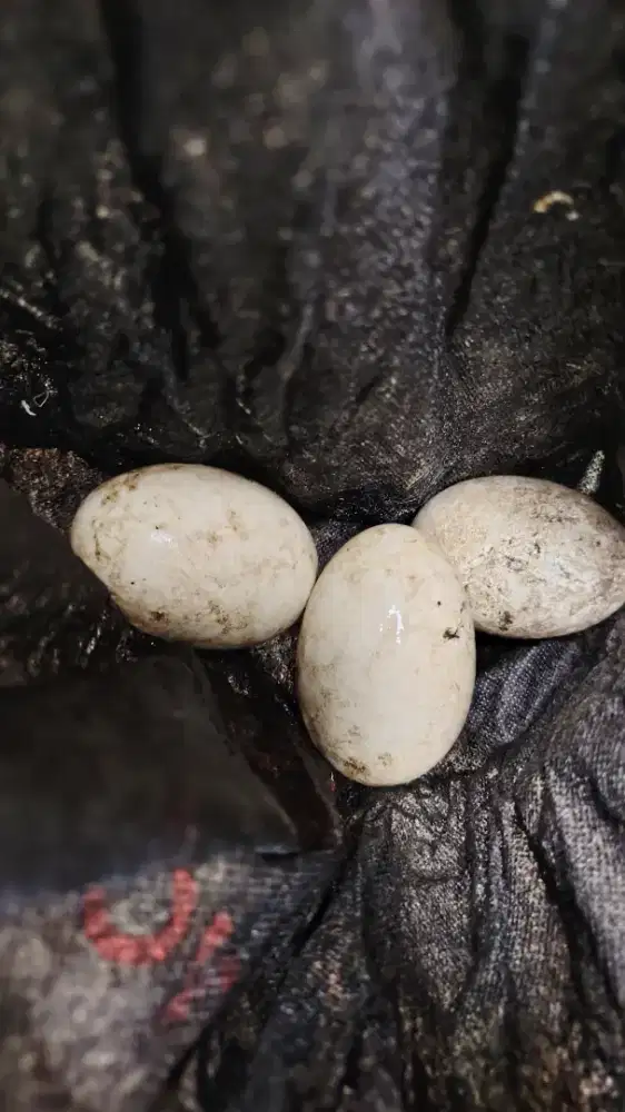 Telor soang atau angsa calang atau tembuuk