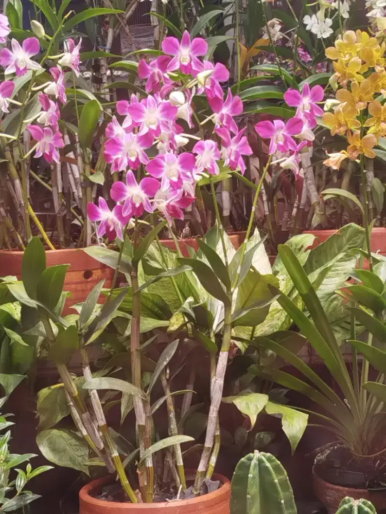 Anggrek u kantor, sovenir