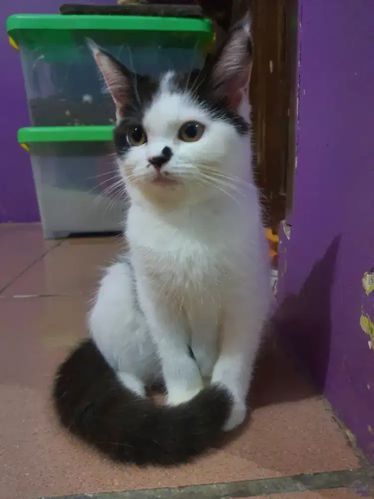 KUCING BSH MIX RAGDOLL JANTAN