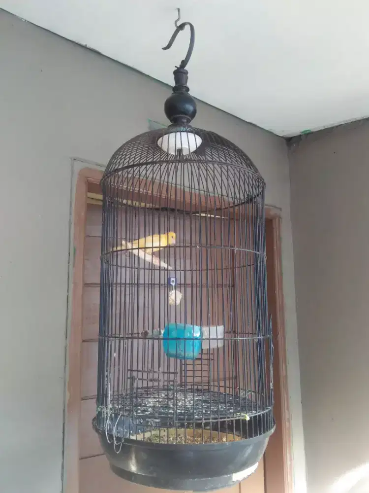 Kandang love bird buled sama kotak kecil