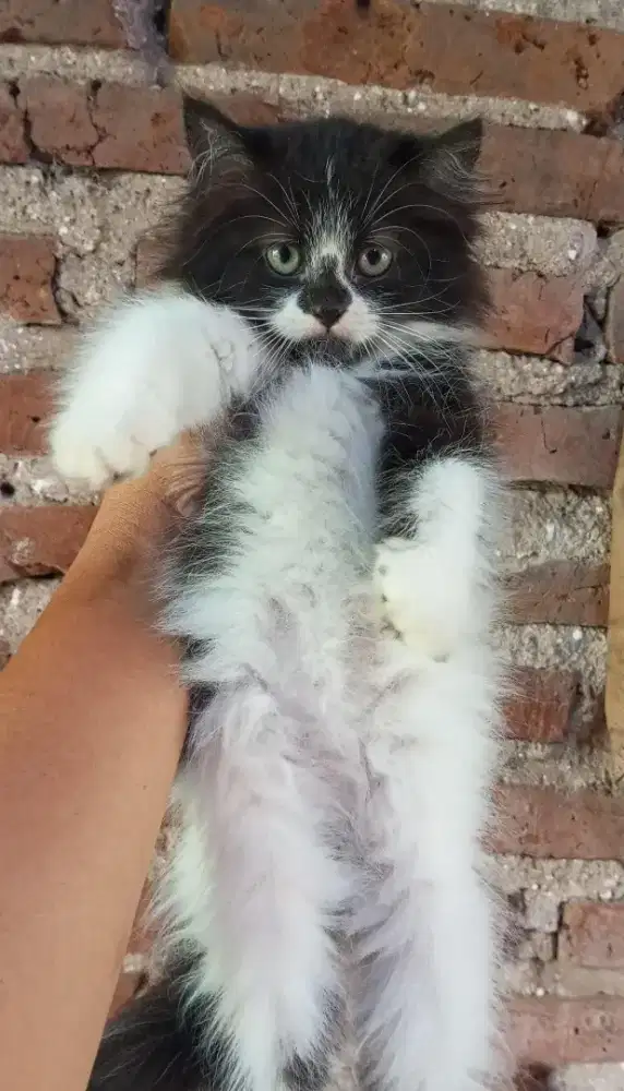 Anak kucing anggora/kitten persia jantan/kucing persia jantan