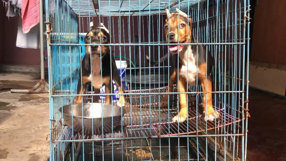 Americqn Pitbull Betina