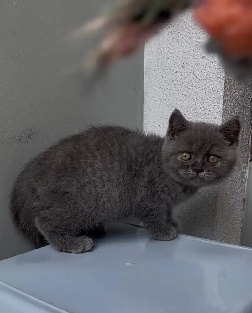 Britishshorthair (BSH) Pure