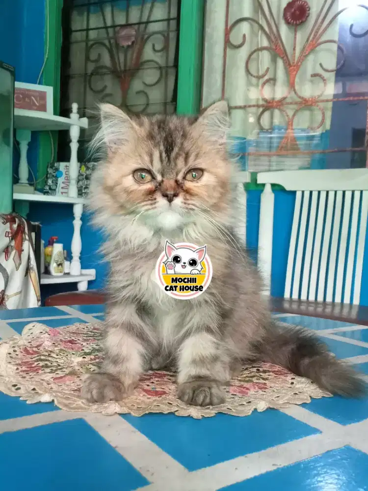 Kucing Persia Flatnose