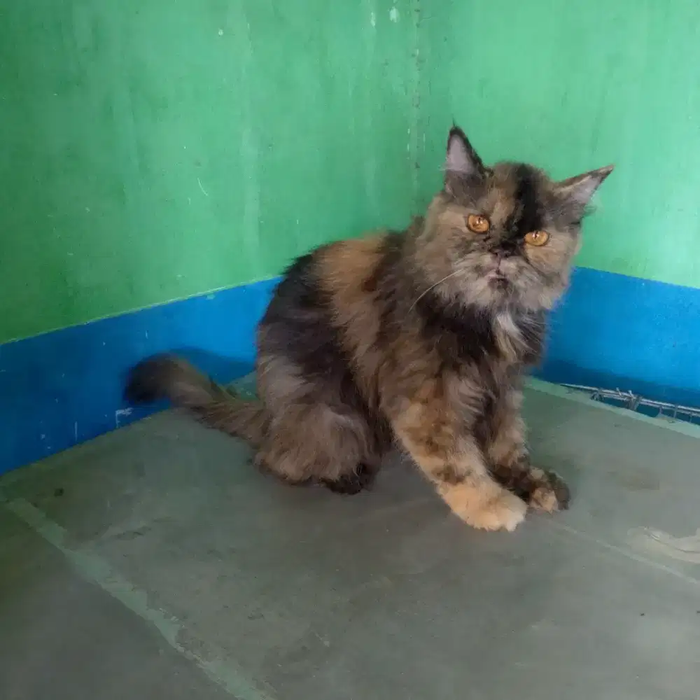 Kucing betinaasi produksi