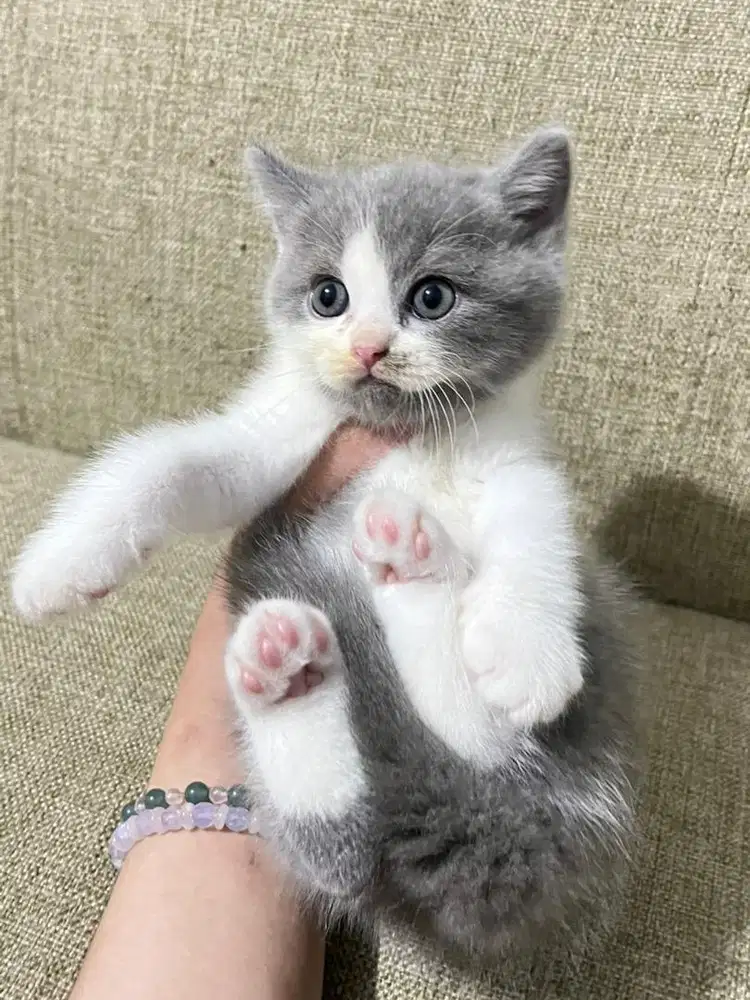 LA Lepas Adopt Kitten BSH