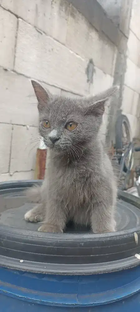 Kucing mix BSH ekor bengkok