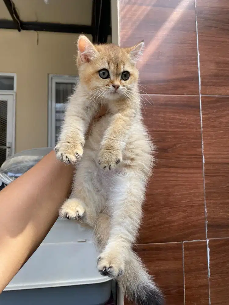 Bsh golden jantan british shorthair