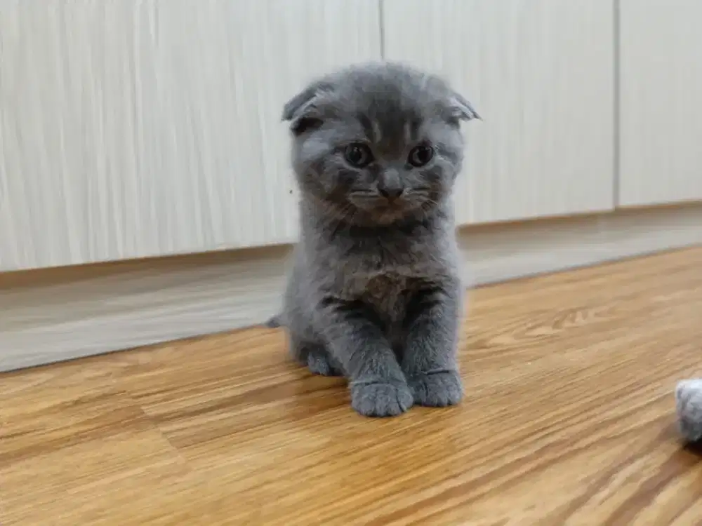 BSH Scottish fold