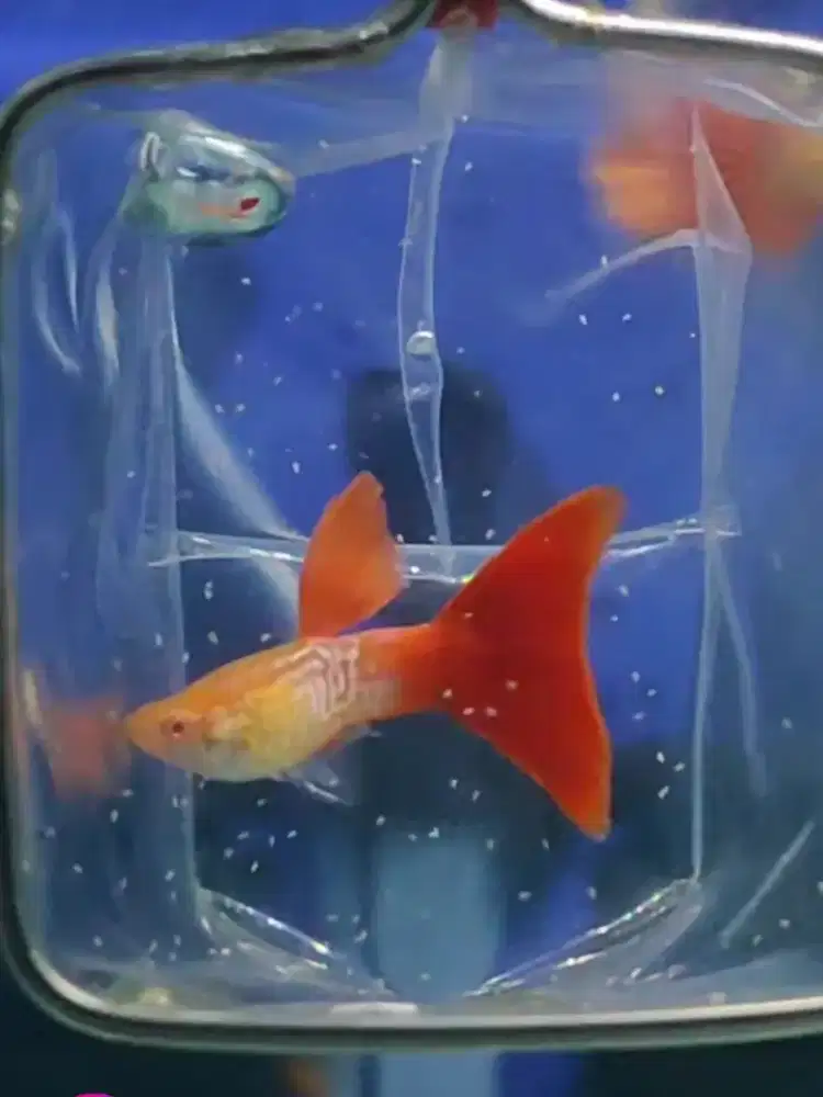 Ikan Guppy Snakeskin Red Tail