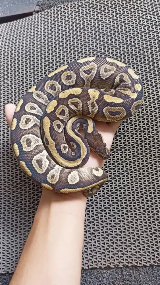 BP Mojave Female
