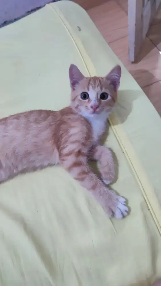 Kucing jantan Mix domestik