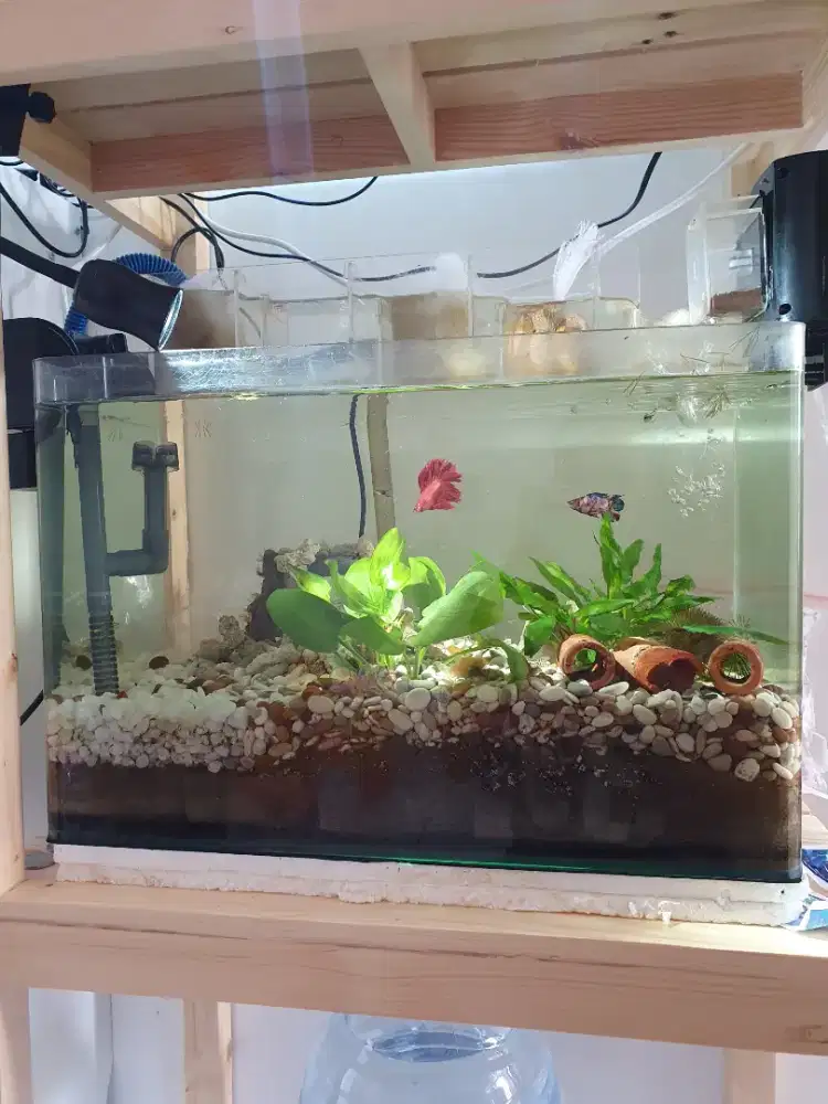 Aquarium pinggiran lengkung satu set angkut