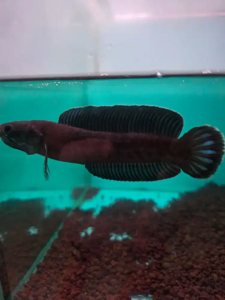 Channa andrao jantan