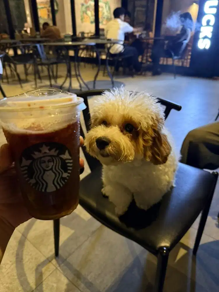 Minimum pendidikan sma, bisa bersih2 dan penyayang binatang