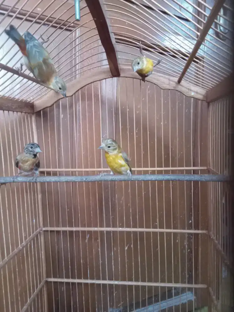 Redsiskin  diluet anak