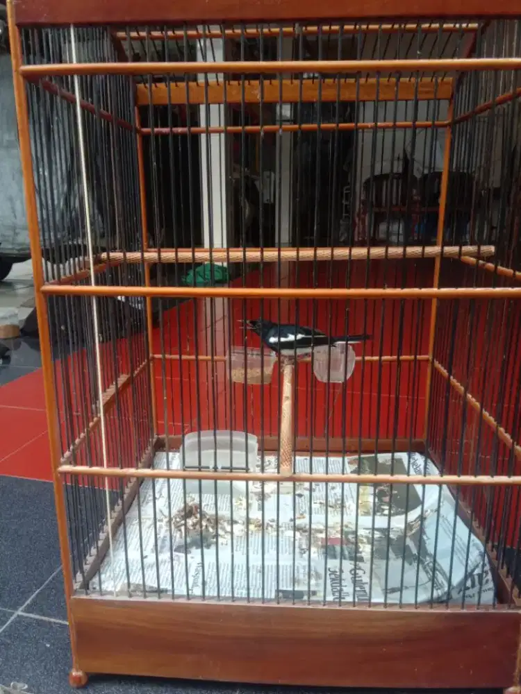 Burung kacer dada putih