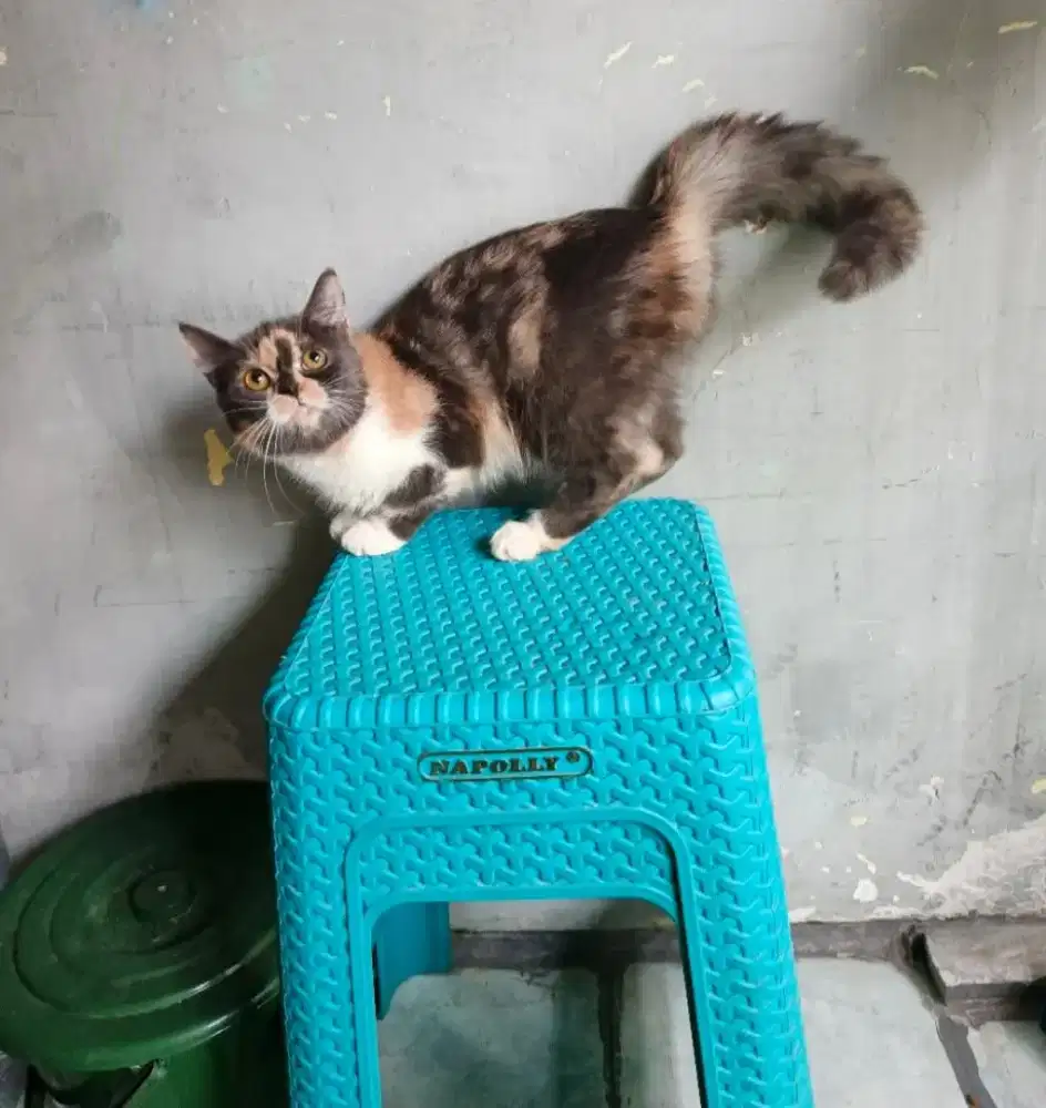 Flatnose Calico 7 bulan