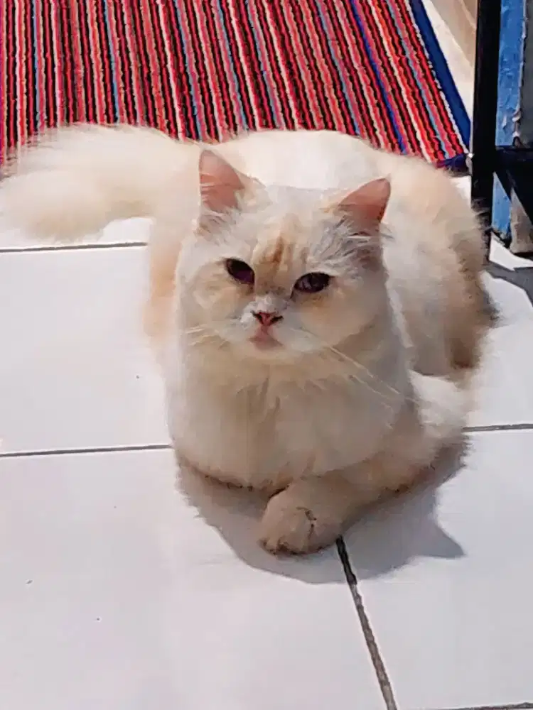 Kucing Siam Albino Jantan