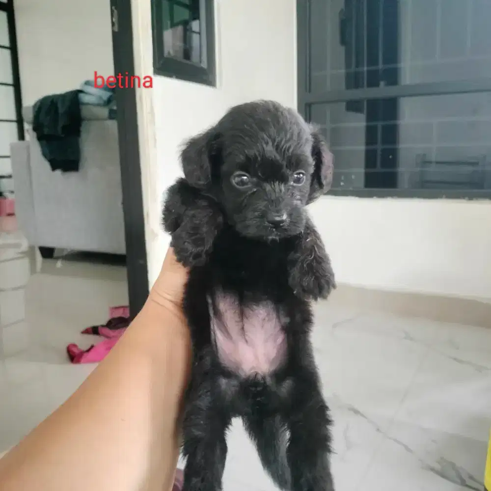 Poddle,,, minat lgsg cek aja