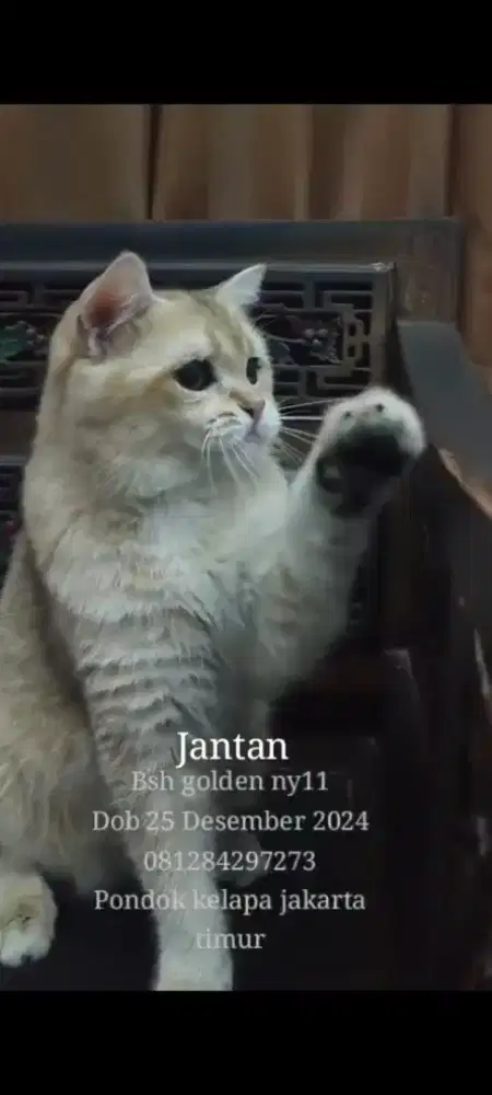 BRITISH SHORT HAIR DAN BRITISH LONGHAIR GOLDEN