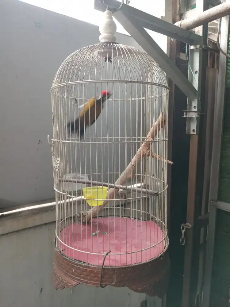 Pelatuk Bawang  ex masteran