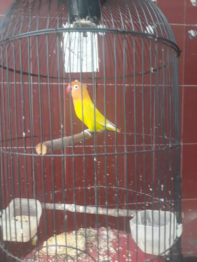 love bird  mulus polset