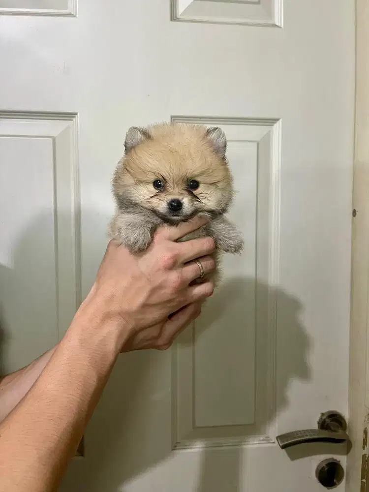 Super minipom jantan
