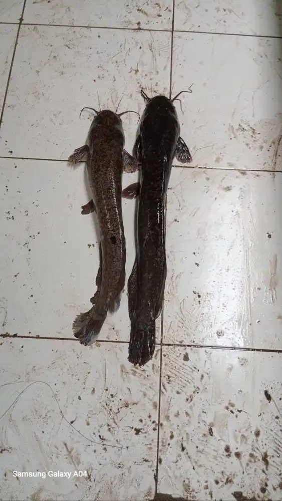 Dijual sepasang indukan ikan lele