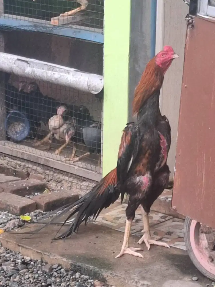 Ayam ekor lidi dewasa