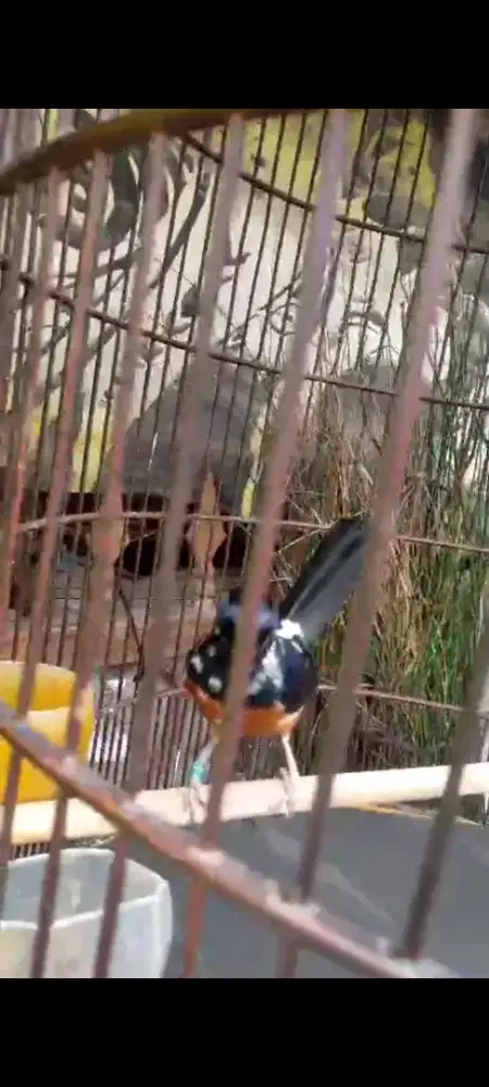 murai batu blorok siap cetak warna.