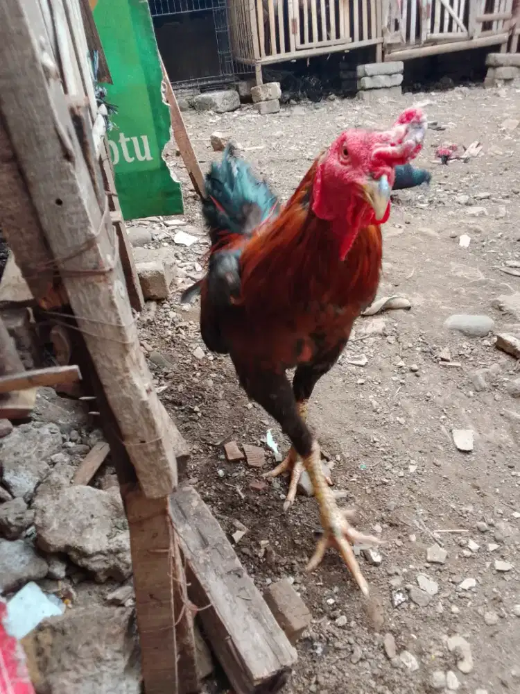 Pnya jago jenis Mangon UK 4 umur 9bln mental full no mines.minat wa