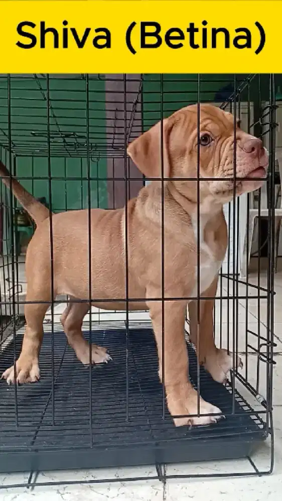 Pitbull Faund Merle carrier