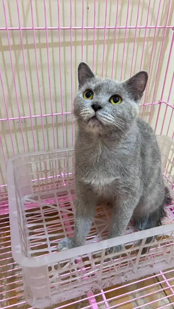 Jual kucing britishshorthair wcf