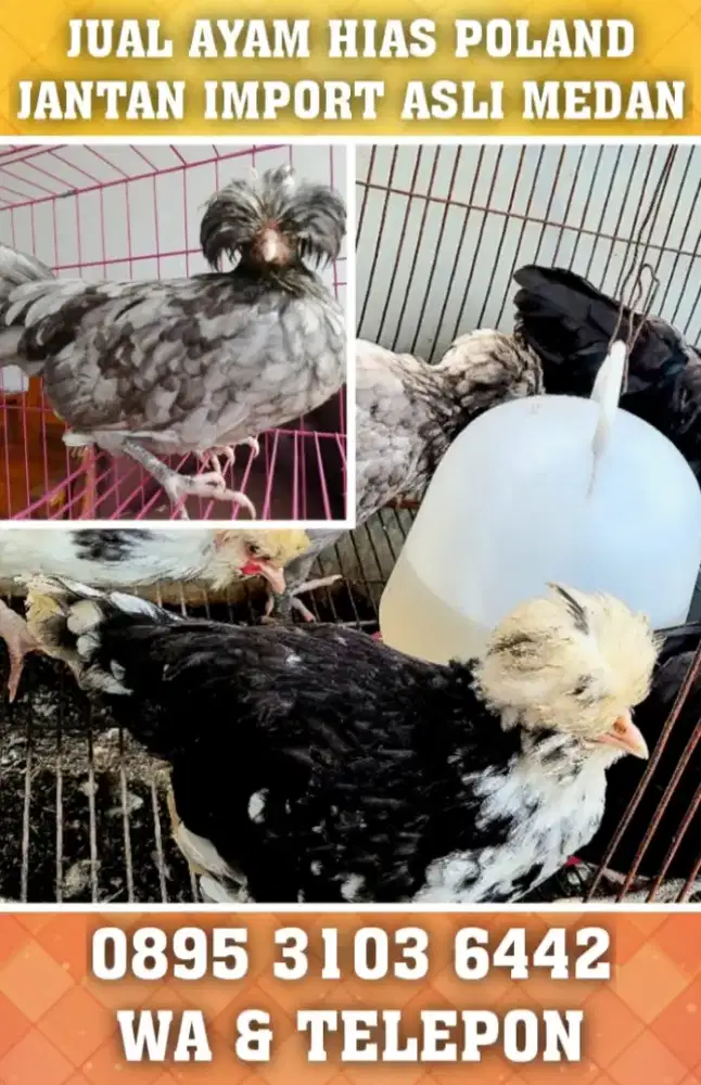 Jual ayam hias polan poland polandia jantan import asli terawat medan