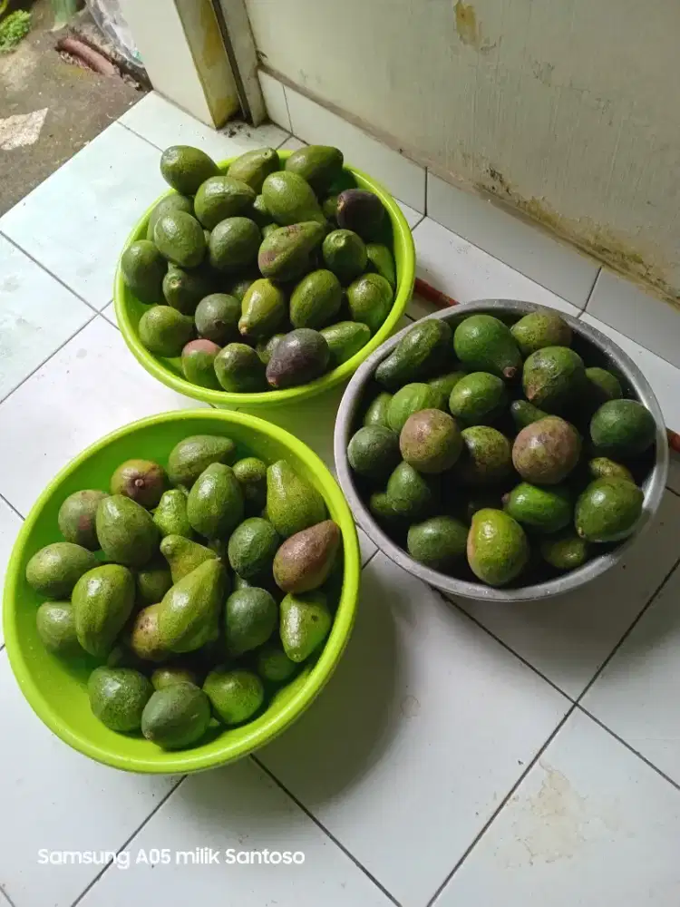 Alpukat great B ( ukuran sedang )