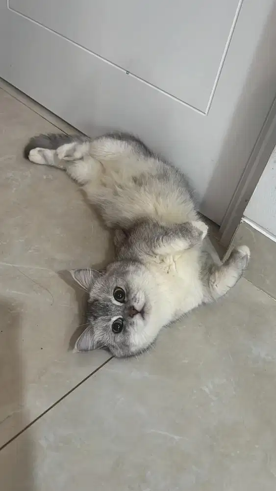 Munchkin British short hair silver jantan