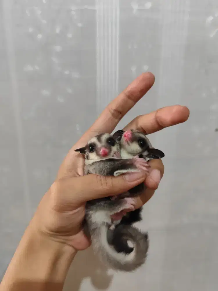 Sugar glider joey
