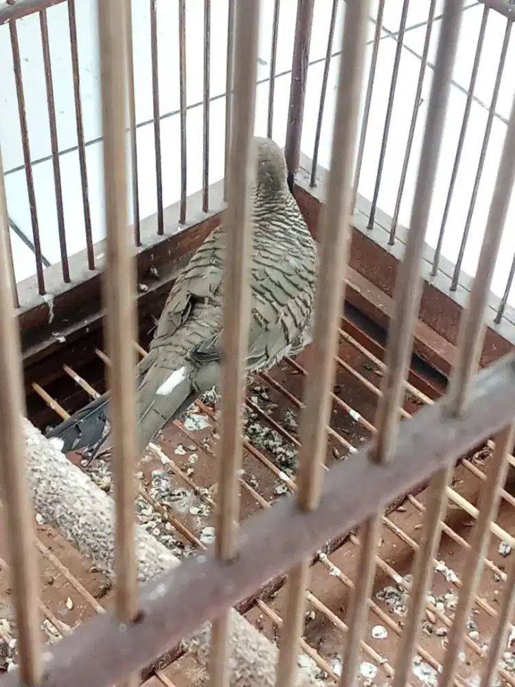 Perkutut surung Drajat