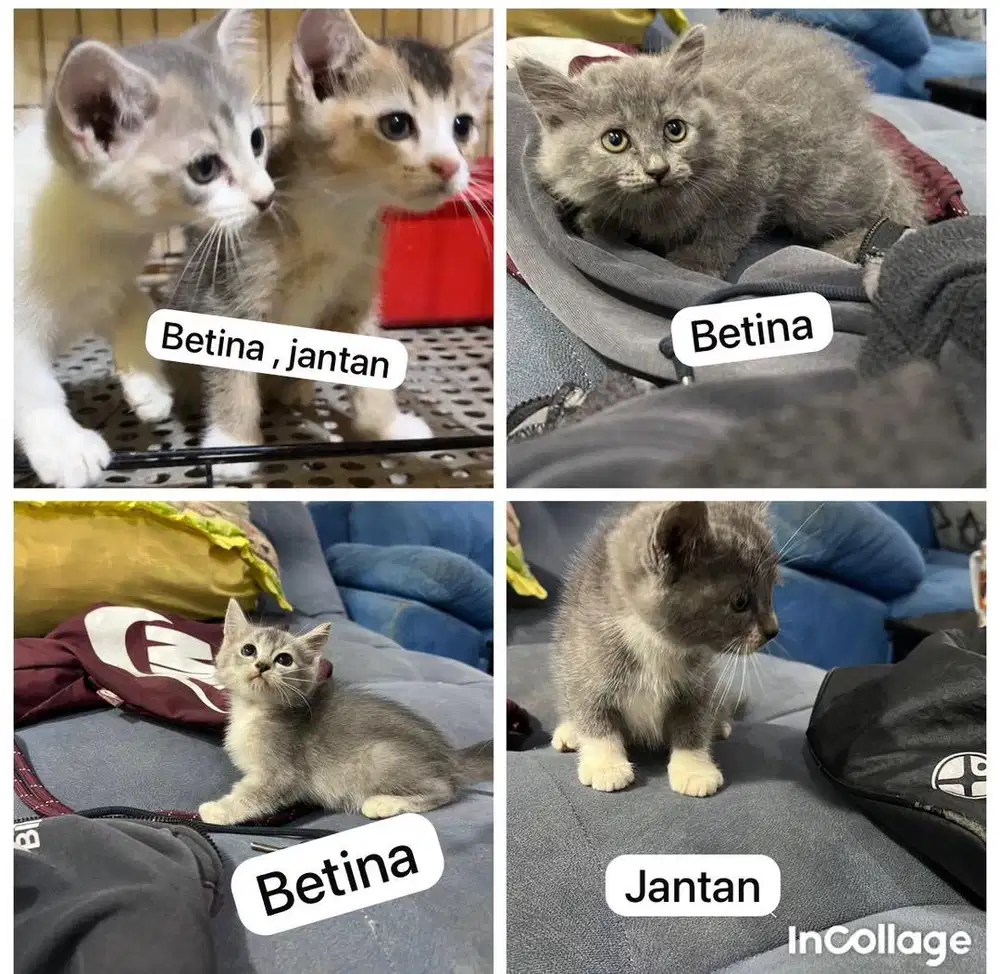 Bsh mix abu gemoy playfull