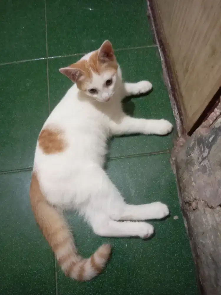 Open addopt kucing mixdom gratis