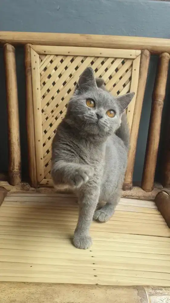 BRITISH SHORTHAIR BETINA