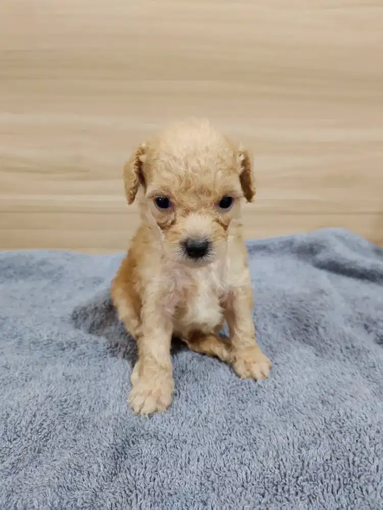 Puppy Poodle DOB 10Nov Super cute kayak boneka