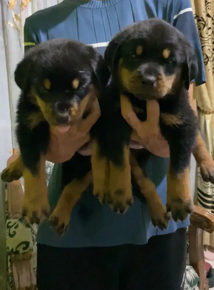 Puppy rottweiller